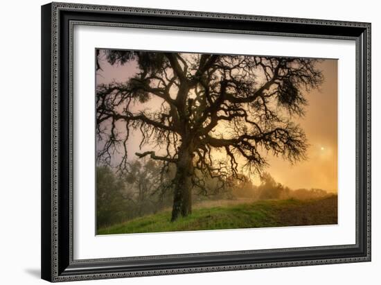 Classic Coast Live Oak Foggy Sun Mystical Mystery at Mount Diablo-Vincent James-Framed Photographic Print