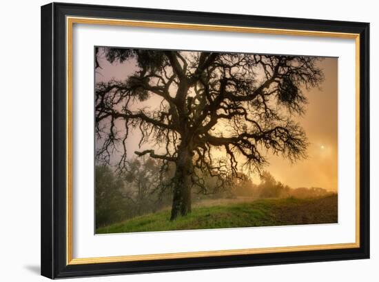 Classic Coast Live Oak Foggy Sun Mystical Mystery at Mount Diablo-Vincent James-Framed Photographic Print