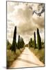 Classic Cypress Trees Of Tuscany-Ian Shive-Mounted Photographic Print