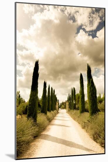 Classic Cypress Trees Of Tuscany-Ian Shive-Mounted Photographic Print