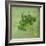 Classic Herbs Parsley-Cora Niele-Framed Photographic Print