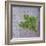 Classic Herbs Sage-Cora Niele-Framed Photographic Print