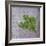 Classic Herbs Sage-Cora Niele-Framed Photographic Print