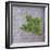 Classic Herbs Sage-Cora Niele-Framed Photographic Print