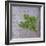 Classic Herbs Sage-Cora Niele-Framed Photographic Print