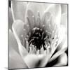 Classic Lotus Square-Erin Berzel-Mounted Photographic Print