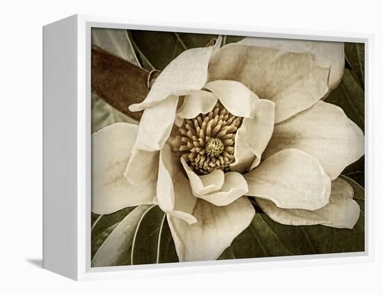 Classic Magnolia I-Rachel Perry-Framed Stretched Canvas