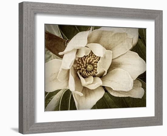 Classic Magnolia I-Rachel Perry-Framed Art Print