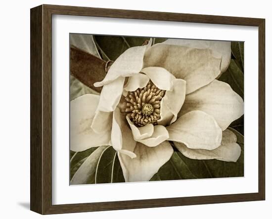 Classic Magnolia I-Rachel Perry-Framed Art Print