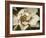 Classic Magnolia I-Rachel Perry-Framed Art Print