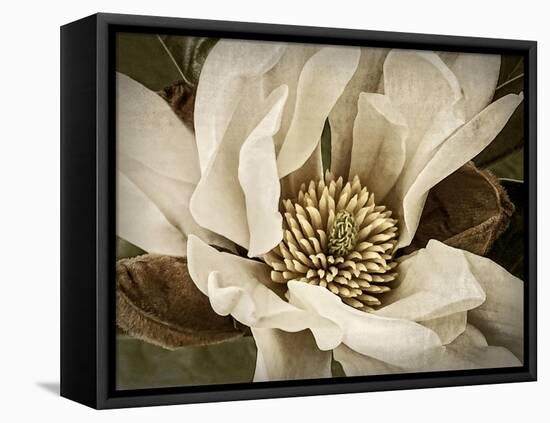 Classic Magnolia II-Rachel Perry-Framed Stretched Canvas