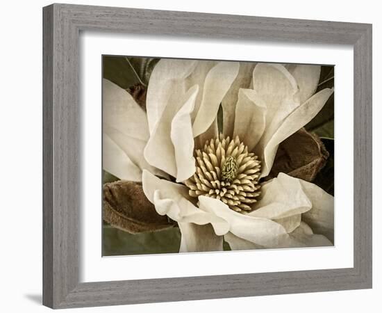 Classic Magnolia II-Rachel Perry-Framed Art Print