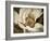 Classic Magnolia II-Rachel Perry-Framed Art Print