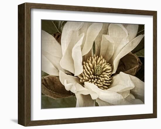 Classic Magnolia II-Rachel Perry-Framed Art Print