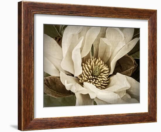 Classic Magnolia II-Rachel Perry-Framed Art Print