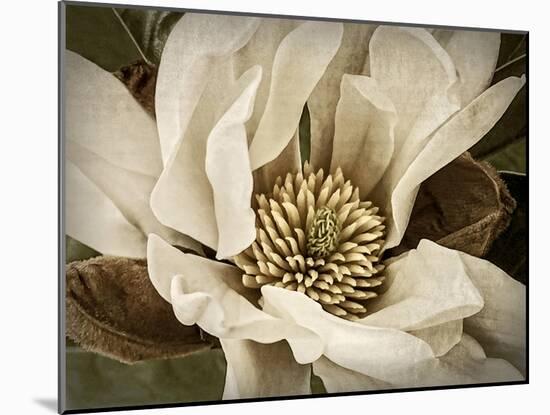 Classic Magnolia II-Rachel Perry-Mounted Art Print