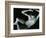 Classic Nude, 1973-Brett Weston-Framed Photographic Print