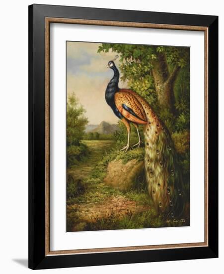 Classic Peacock-null-Framed Art Print