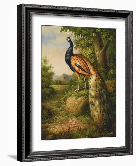 Classic Peacock-null-Framed Art Print