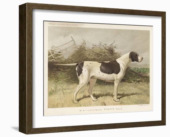 Classic Pointer Standing in the Field-null-Framed Art Print