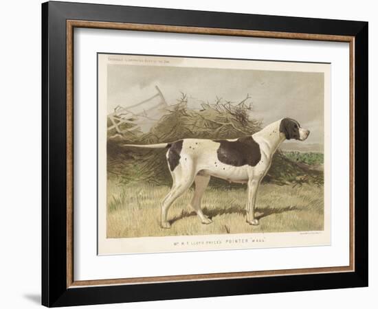 Classic Pointer Standing in the Field-null-Framed Art Print