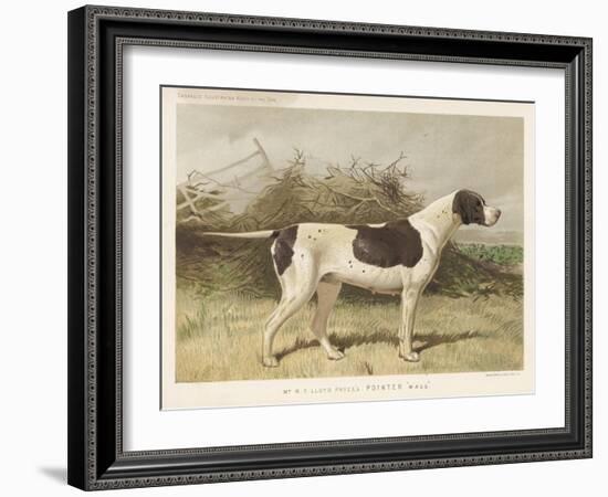 Classic Pointer Standing in the Field-null-Framed Art Print