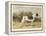 Classic Pointer Standing in the Field-null-Framed Stretched Canvas