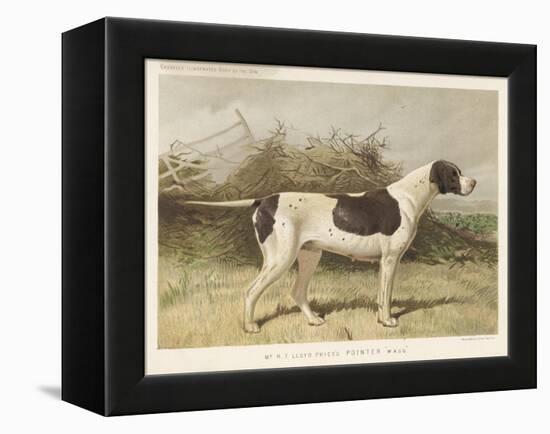 Classic Pointer Standing in the Field-null-Framed Stretched Canvas