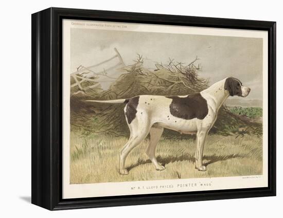 Classic Pointer Standing in the Field-null-Framed Stretched Canvas