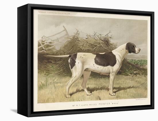 Classic Pointer Standing in the Field-null-Framed Stretched Canvas