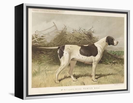 Classic Pointer Standing in the Field-null-Framed Stretched Canvas