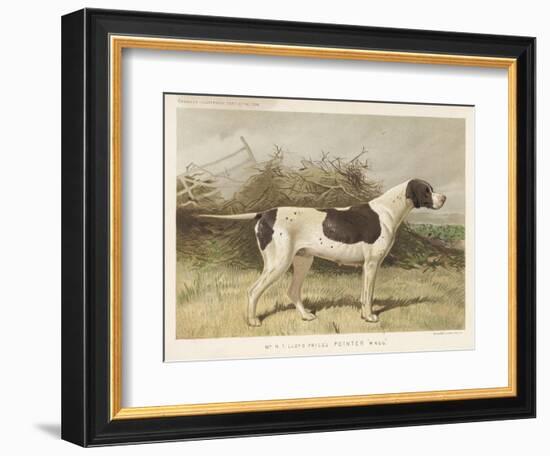 Classic Pointer Standing in the Field-null-Framed Premium Giclee Print