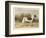 Classic Pointer Standing in the Field-null-Framed Premium Giclee Print