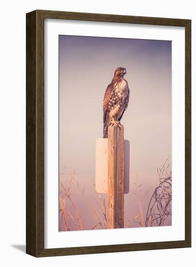 Classic Red Tail Hawk Merced Wildlife Refuge Birds California-Vincent James-Framed Photographic Print