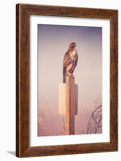 Classic Red Tail Hawk Merced Wildlife Refuge Birds California-Vincent James-Framed Photographic Print