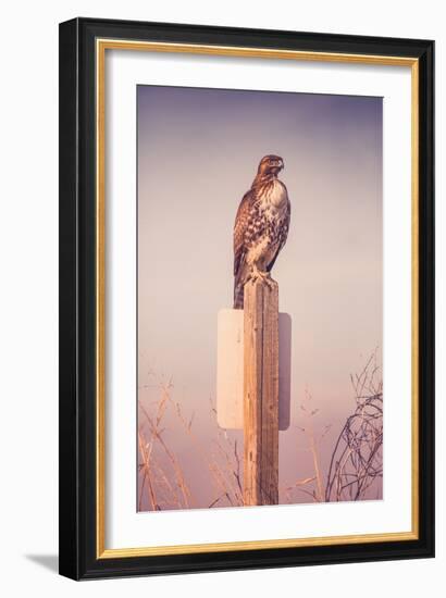 Classic Red Tail Hawk Merced Wildlife Refuge Birds California-Vincent James-Framed Photographic Print