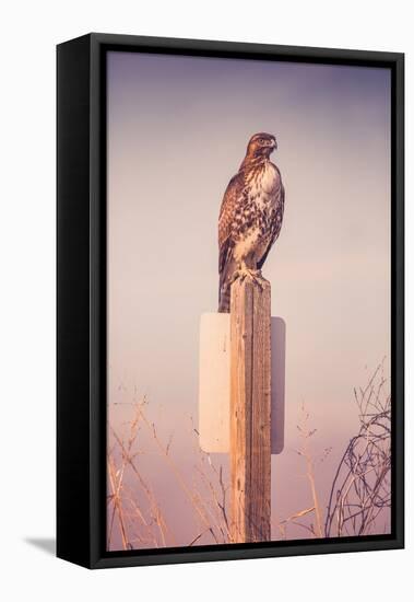 Classic Red Tail Hawk Merced Wildlife Refuge Birds California-Vincent James-Framed Premier Image Canvas