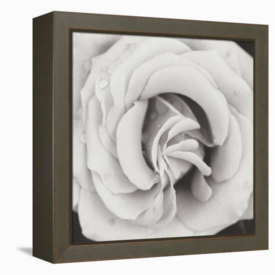 Classic Rose Square-Erin Berzel-Framed Premier Image Canvas