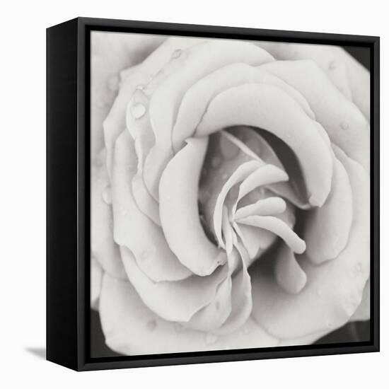 Classic Rose Square-Erin Berzel-Framed Premier Image Canvas