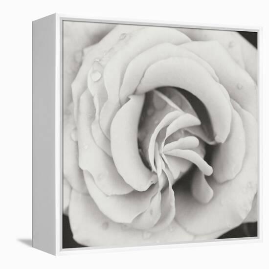 Classic Rose Square-Erin Berzel-Framed Premier Image Canvas