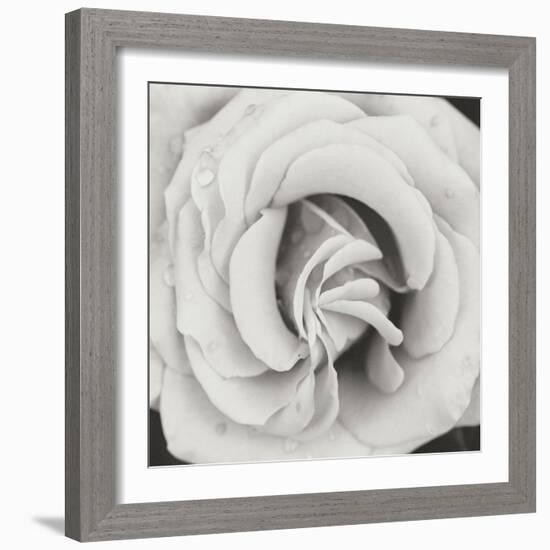 Classic Rose Square-Erin Berzel-Framed Photographic Print