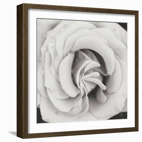 Classic Rose Square-Erin Berzel-Framed Photographic Print