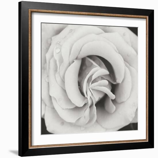 Classic Rose Square-Erin Berzel-Framed Photographic Print