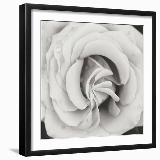 Classic Rose Square-Erin Berzel-Framed Photographic Print
