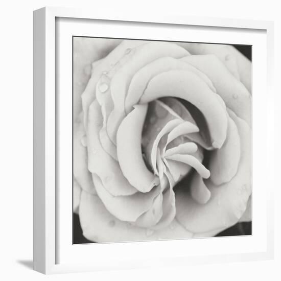 Classic Rose Square-Erin Berzel-Framed Photographic Print