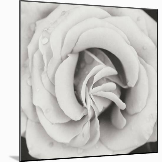 Classic Rose Square-Erin Berzel-Mounted Photographic Print