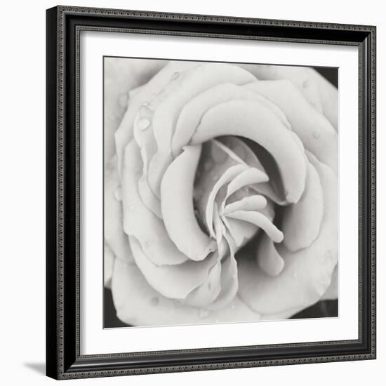 Classic Rose Square-Erin Berzel-Framed Photographic Print