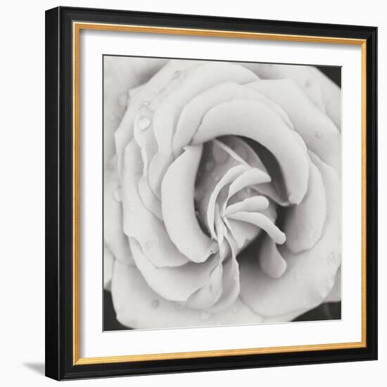 Classic Rose Square-Erin Berzel-Framed Photographic Print