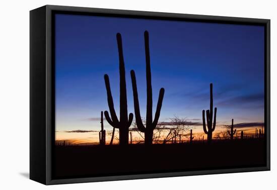 Classic Saguaro Sunset II-Larry Malvin-Framed Premier Image Canvas
