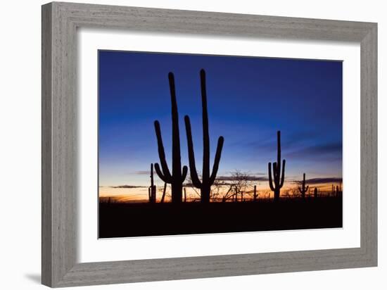 Classic Saguaro Sunset II-Larry Malvin-Framed Photographic Print